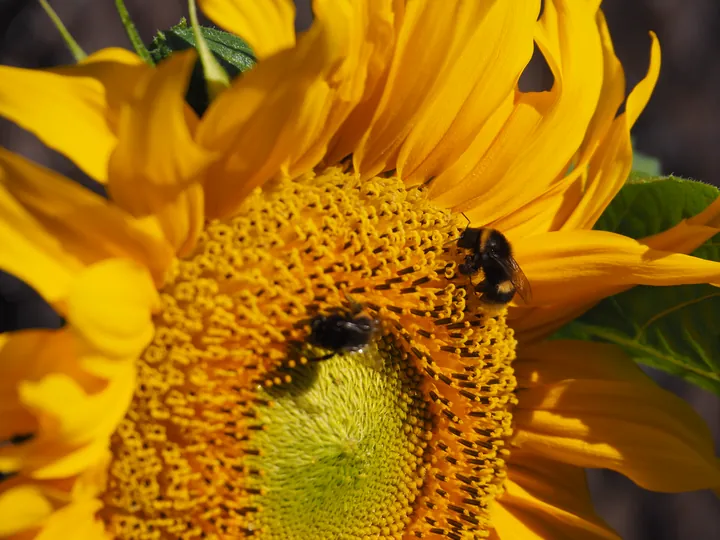 Close-up of a sunflower (Helianthus) with a bee on it